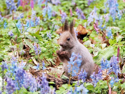 エゾエンゴサクとカタクリの花とエゾリス