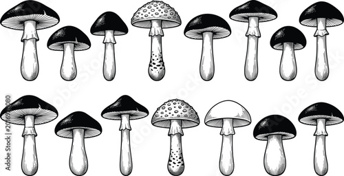 Fotografie Detailed Hand-Drawn Mushroom Set with Varied Caps and Stalks in Black and White