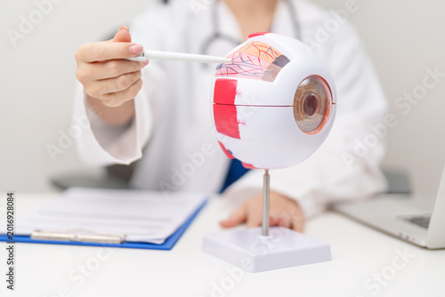 Bild auf Leinwand Doctor with human Eye anatomy model with magnifying glass