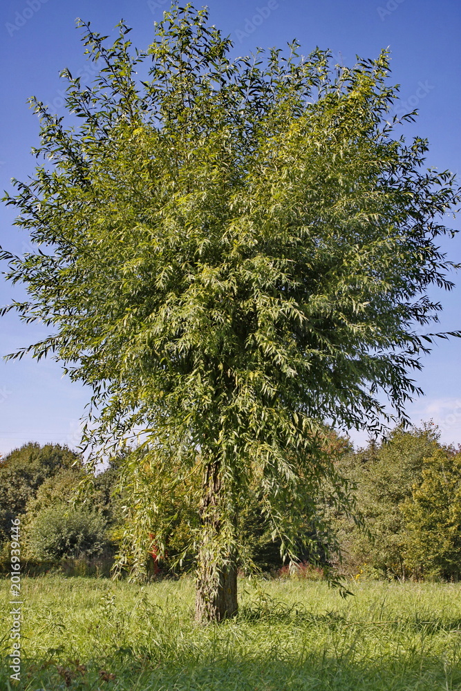 Fototapeta premium Silber-Weide (Salix alba)