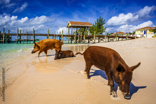 Bild auf Leinwand Group of wild pigs roaming, resting, and foraging along a tropical beach near a