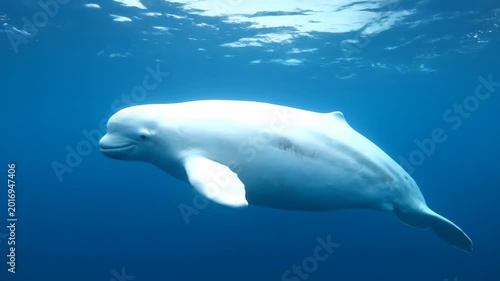A lone white beluga whale swims gracefully through the deep blue ocean water while the sun reflects on the surface