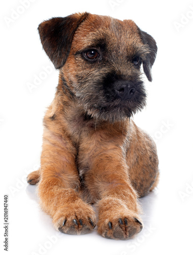 Konstfotografi purebred border terrier