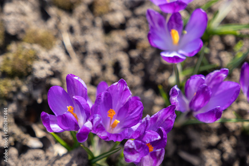 Obraz na płótnie Vibrant purple crocus flowers blooming in spring garden, showcasing delicate pet