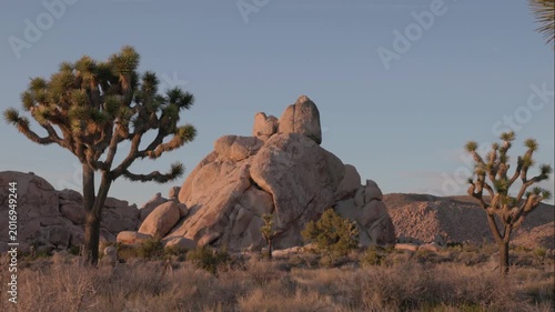 a tilt up clip of joshua trees and a  rocky granite hill at sunset in joshua tree national park of california, usa