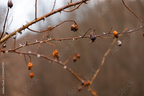 Canvastavla Dry rosehip berries on thorny branches against a blurred forest background, capt
