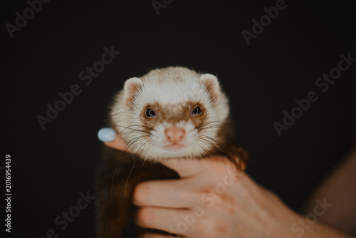 Vászonkép Closeup shot of a sceptical looking ferret held by the human hand