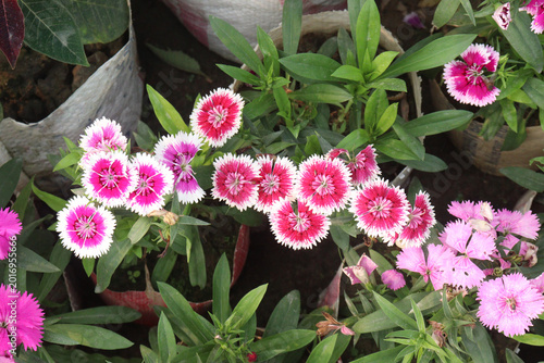 Tableau sur toile Dianthus flower plant on bag