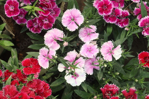 Photos Dianthus flower plant on bag