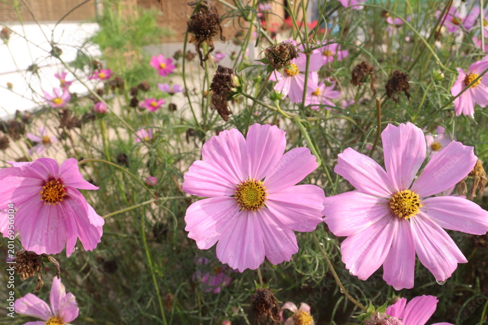 Fototapeta premium pink colored garden cosmos flower