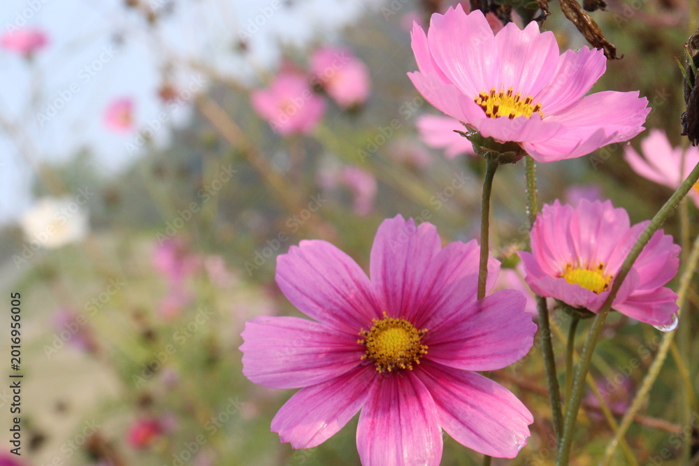 Fototapeta premium pink colored garden cosmos flower