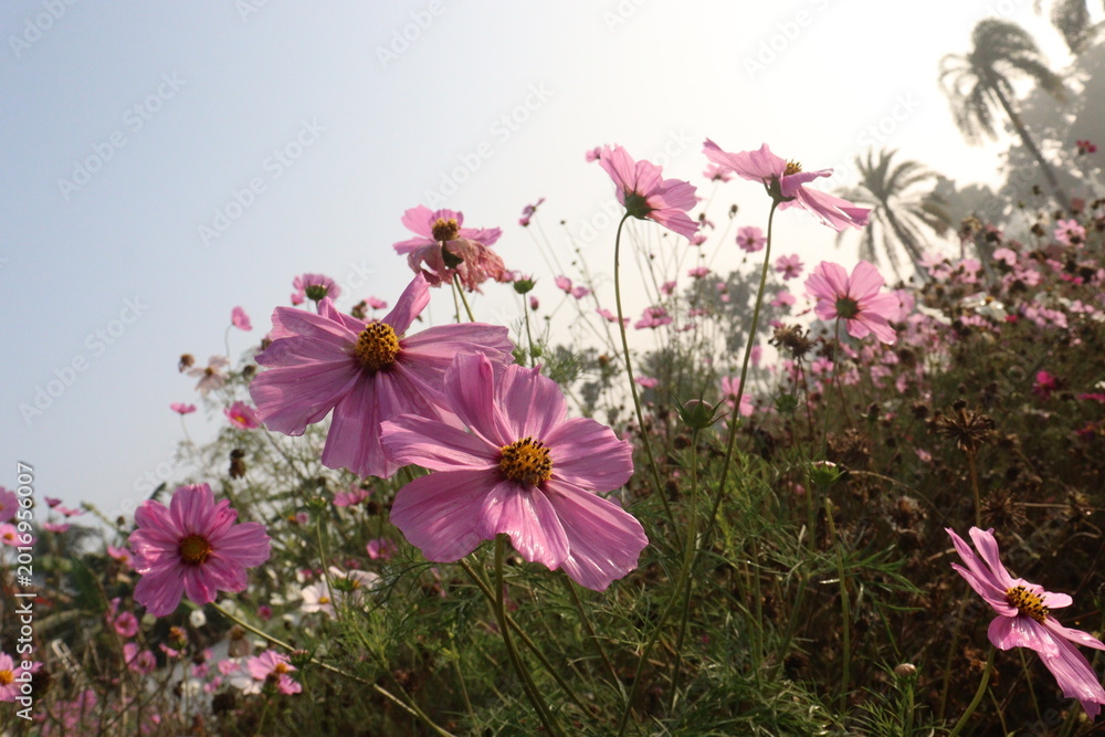 Fototapeta premium pink colored garden cosmos flower