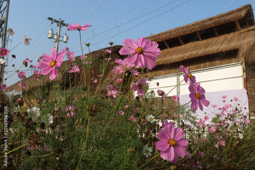Fototapeta premium pink colored garden cosmos flower