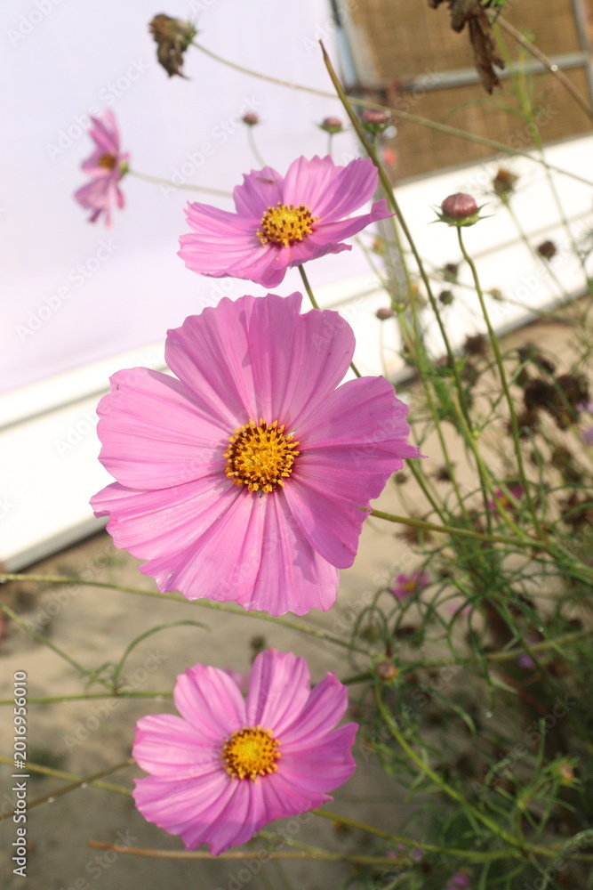 Fototapeta premium pink colored garden cosmos flower
