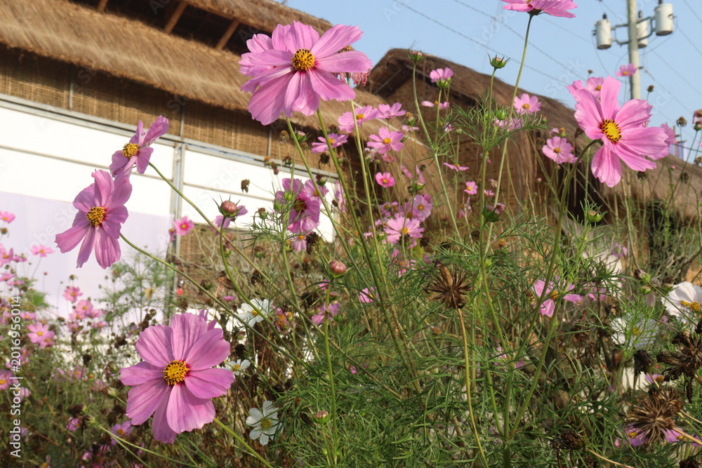 Fototapeta premium pink colored garden cosmos flower