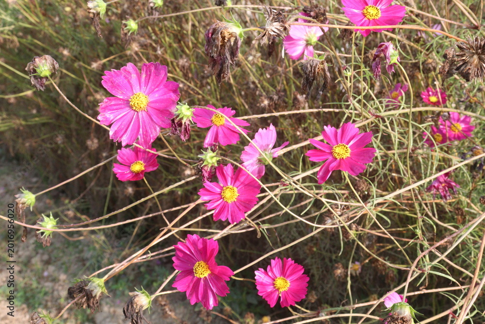 Fototapeta premium pink colored garden cosmos flower