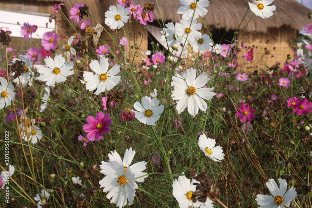 Fototapeta premium multiple colored garden cosmos flower