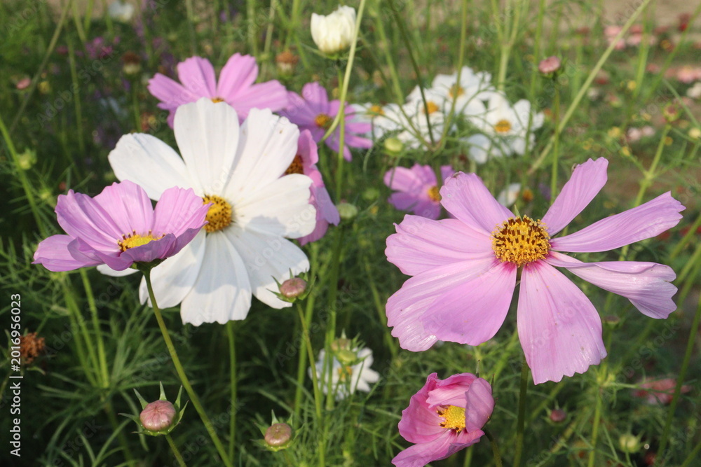 Fototapeta premium multiple colored garden cosmos flower