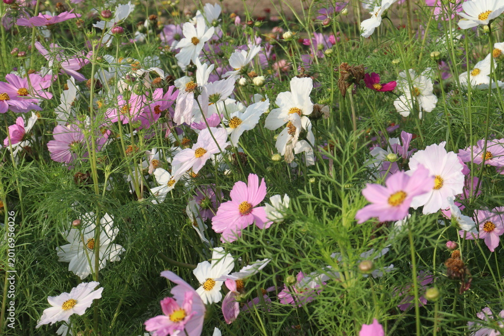 Fototapeta premium multiple colored garden cosmos flower