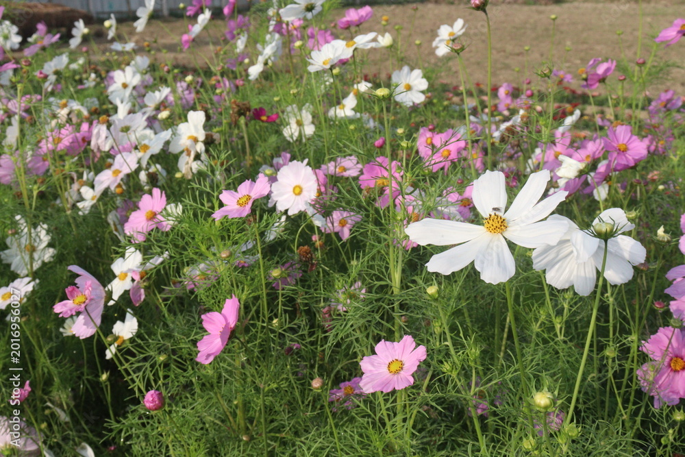 Fototapeta premium multiple colored garden cosmos flower