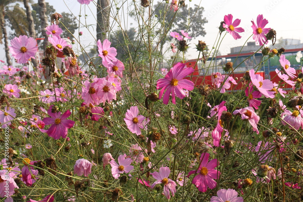Fototapeta premium pink colored garden cosmos flower