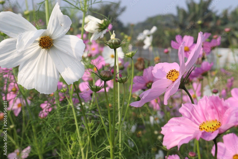 Fototapeta premium multiple colored garden cosmos flower
