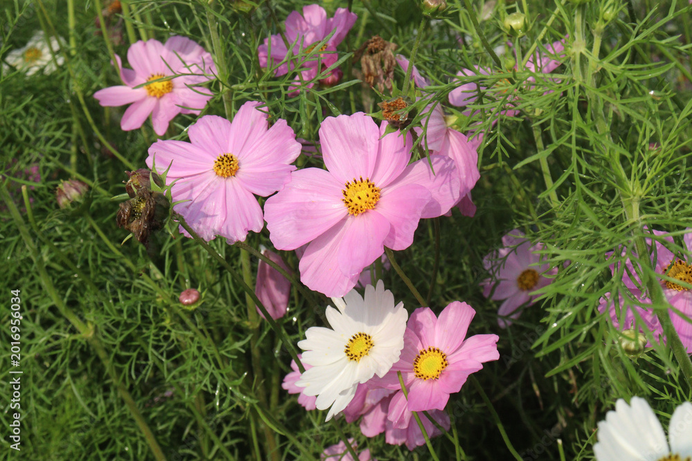 Fototapeta premium multiple colored garden cosmos flower