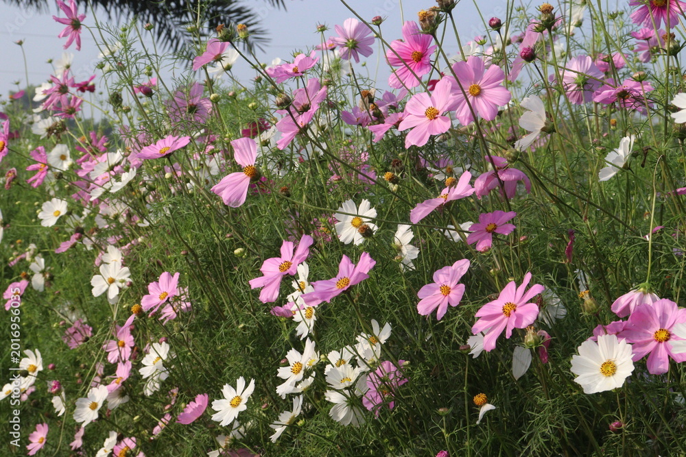 Fototapeta premium multiple colored garden cosmos flower
