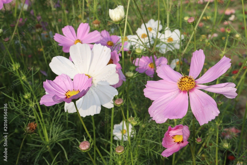 Fototapeta premium multiple colored garden cosmos flower