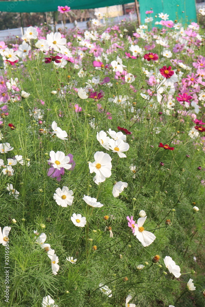 Fototapeta premium multiple colored garden cosmos flower