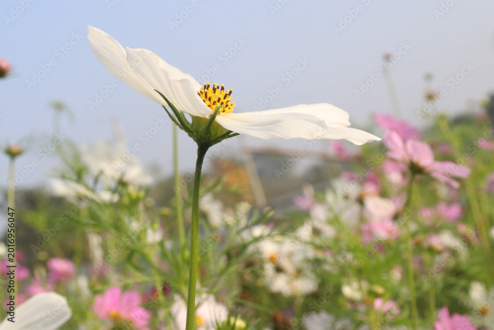 Fototapeta premium white colored garden cosmos flower