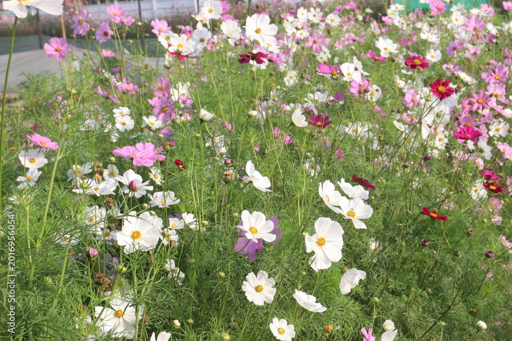 Fototapeta premium multiple colored garden cosmos flower