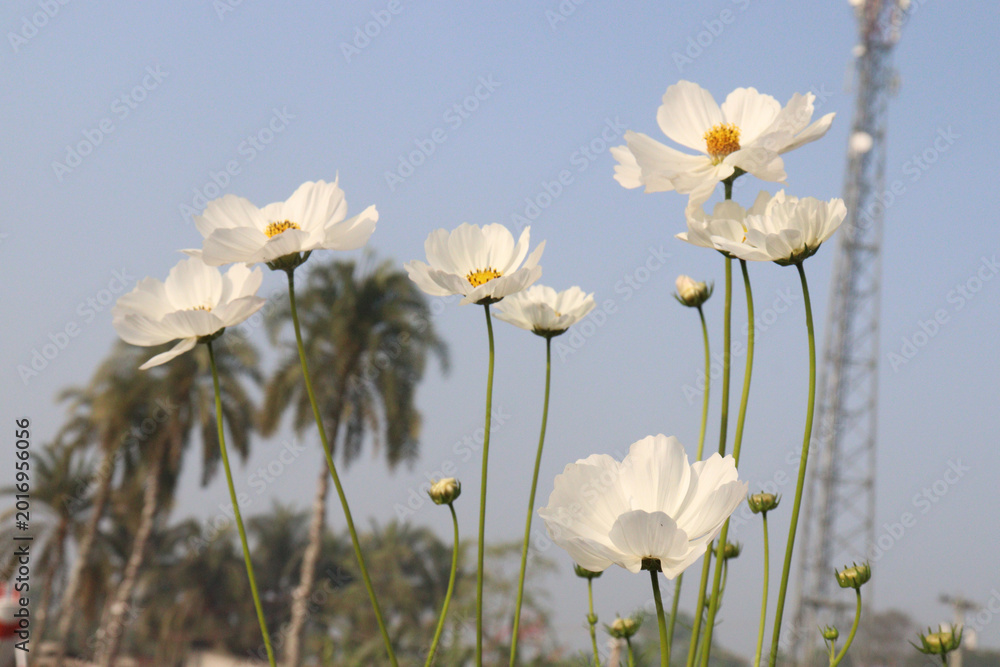 Fototapeta premium white colored garden cosmos flower