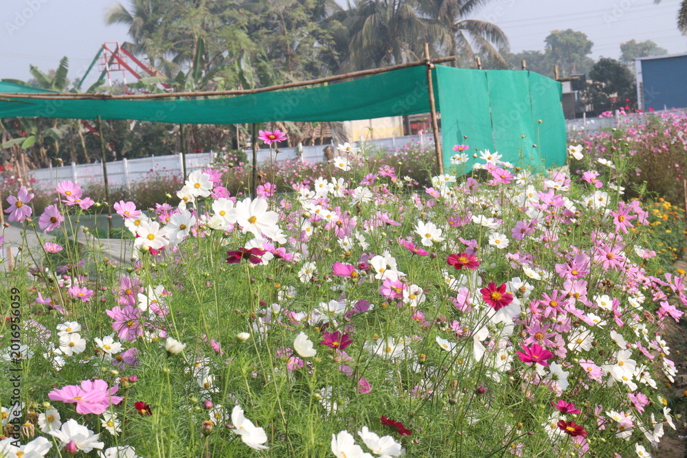 Fototapeta premium multiple colored garden cosmos flower