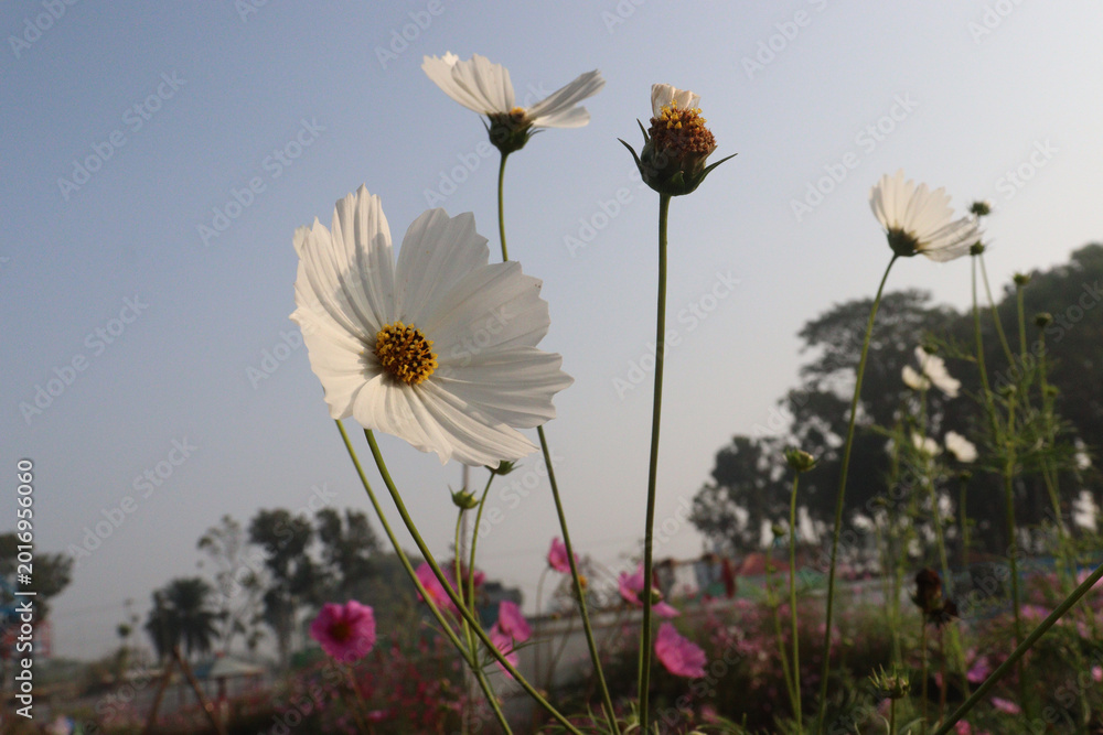 Fototapeta premium white colored garden cosmos flower
