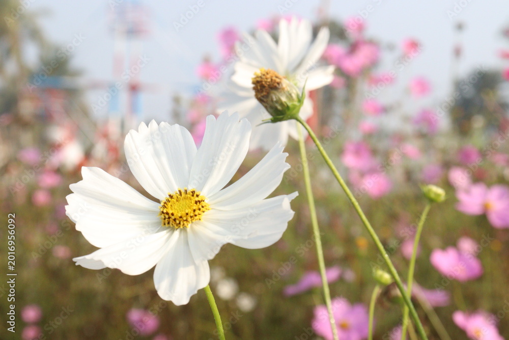 Fototapeta premium white colored garden cosmos flower