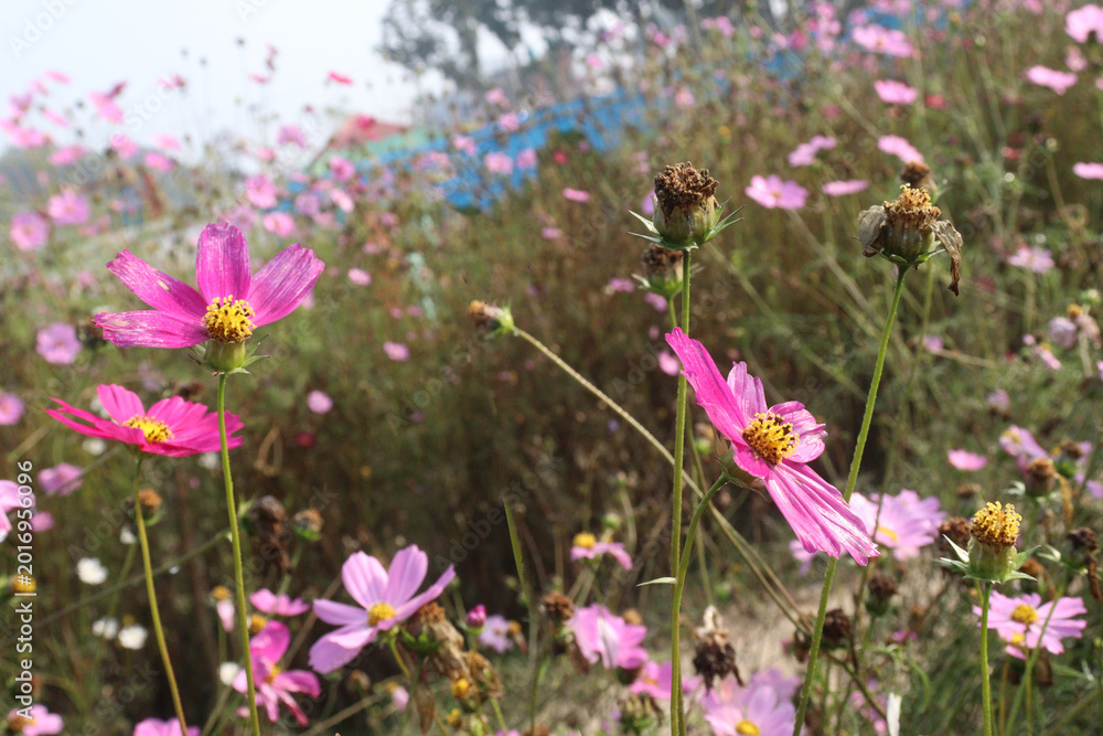 Fototapeta premium pink colored garden cosmos flower