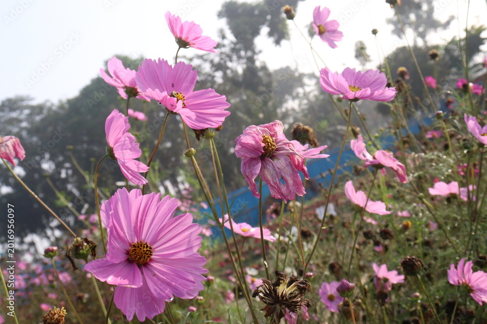 Fototapeta premium pink colored garden cosmos flower