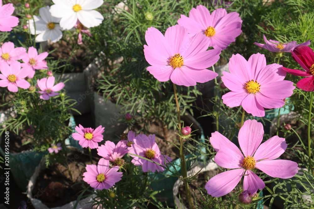 Fototapeta premium cosmos flower plant on bag in farm