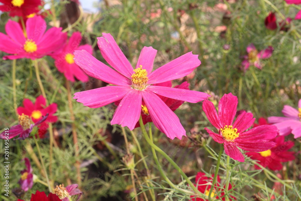 Fototapeta premium cosmos flower plant on bag in farm