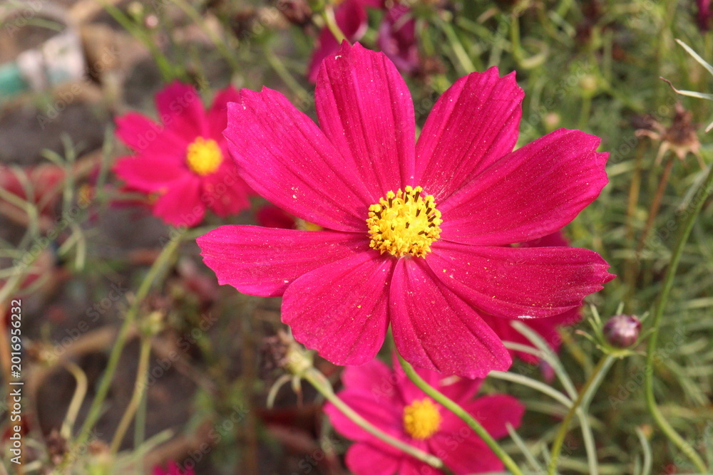 Fototapeta premium cosmos flower plant on bag in farm