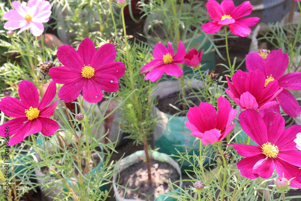 Fototapeta premium cosmos flower plant on bag in farm
