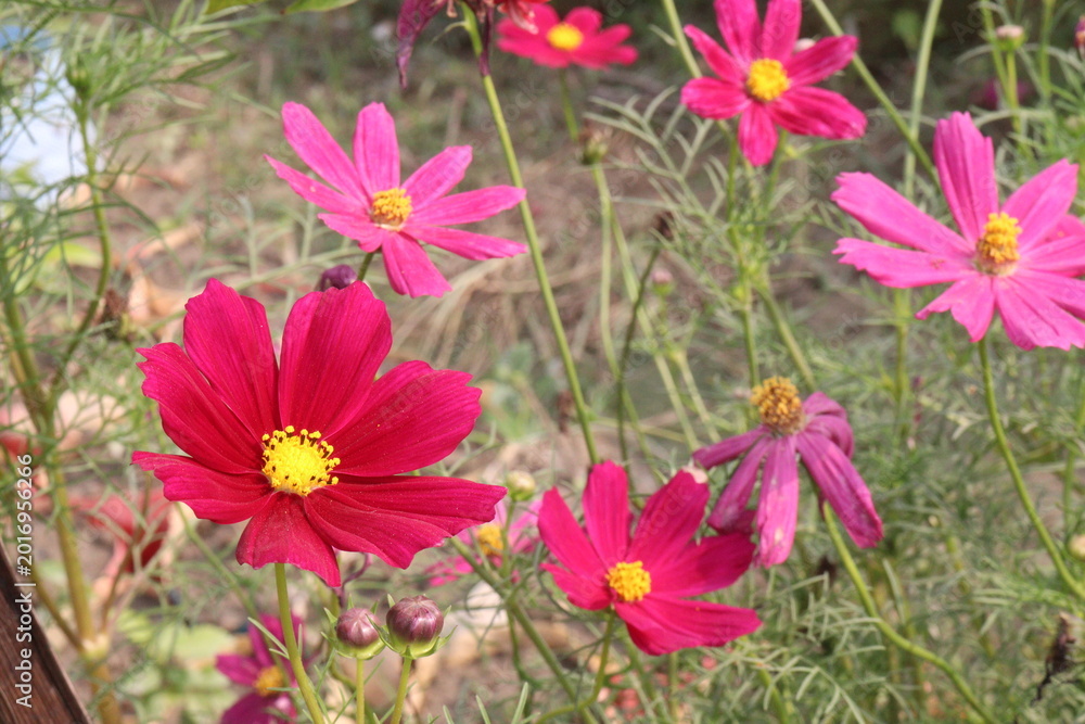 Fototapeta premium cosmos flower plant on bag in farm