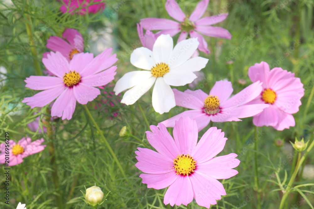 Fototapeta premium cosmos flower on farm for harvest