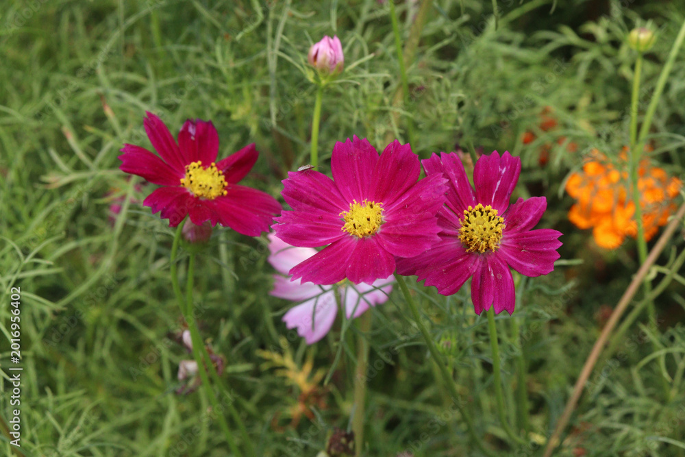 Fototapeta premium multiple colored garden cosmos flower