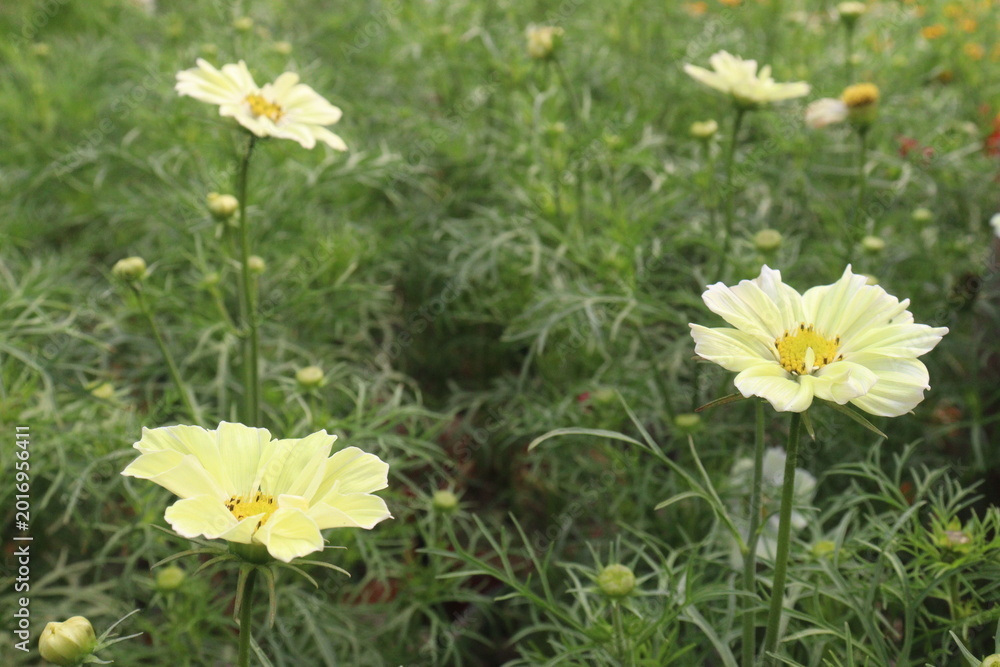 Fototapeta premium yellow colored garden cosmos flower plant