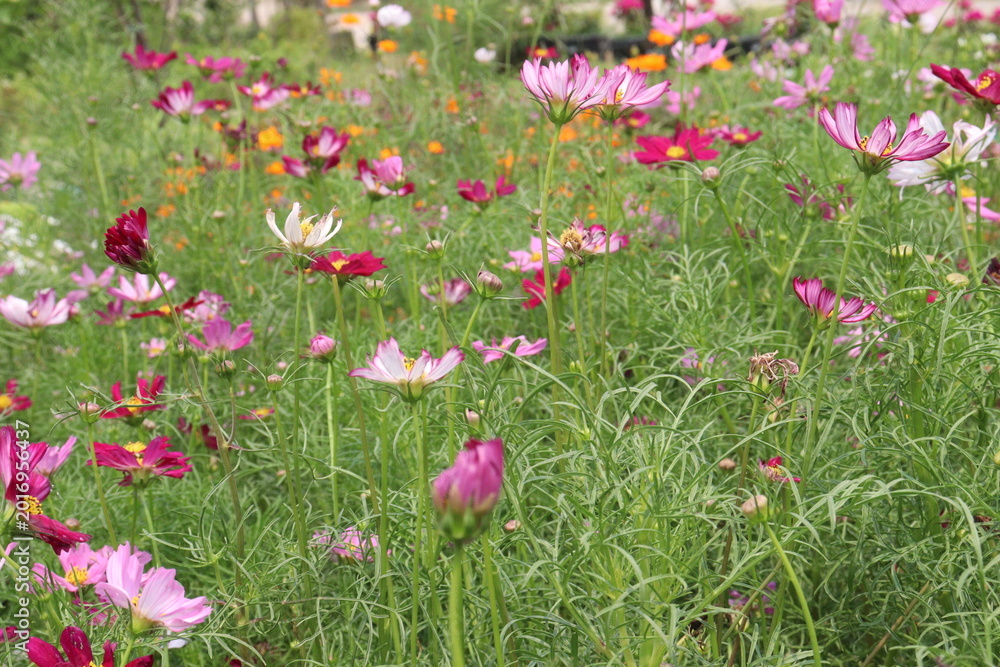 Fototapeta premium multiple colored garden cosmos flower