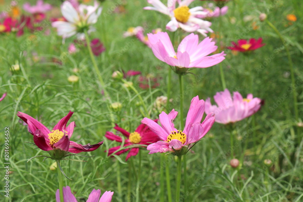 Fototapeta premium multiple colored garden cosmos flower