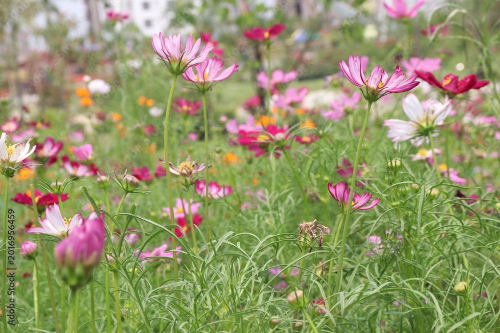 Fototapeta premium multiple colored garden cosmos flower