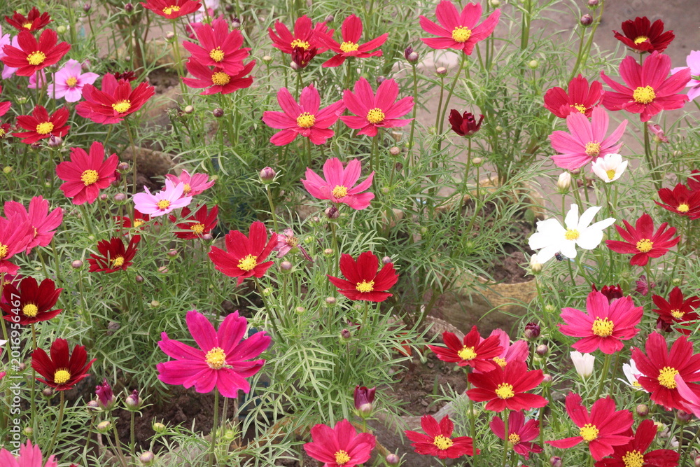 Fototapeta premium pink colored garden cosmos flower